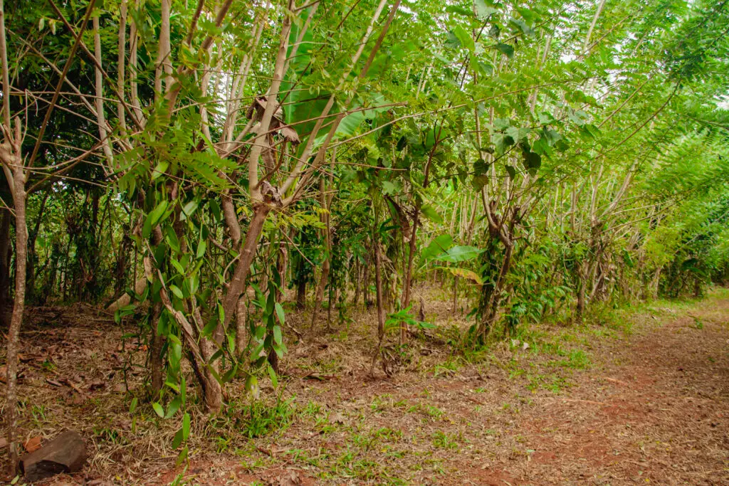 Plantation de vanille dans la région SAVA à Madagascar