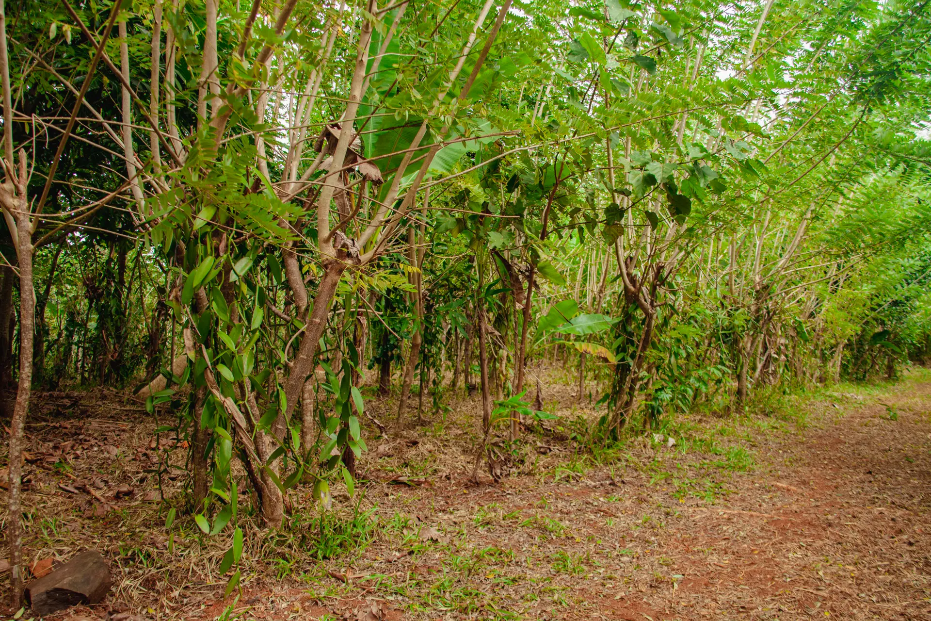 How is vanilla grown and harvested in Madagascar? Plantation de vanille dans la région SAVA à Madagascar
