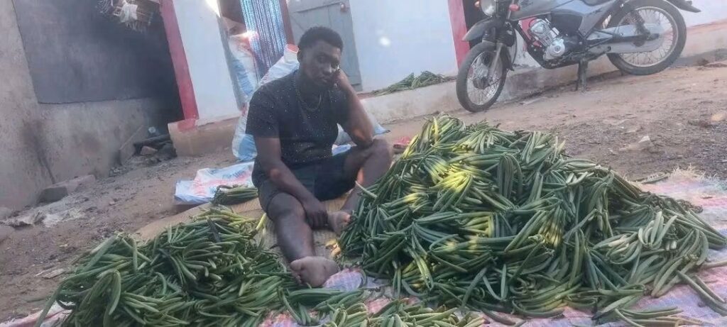 Prix de la vanille verte : derrière chaque kilo bradé, une année de travail et la détresse des planteurs Planteur de vanille malgache découragé au milieu de sa récolte de vanille verte