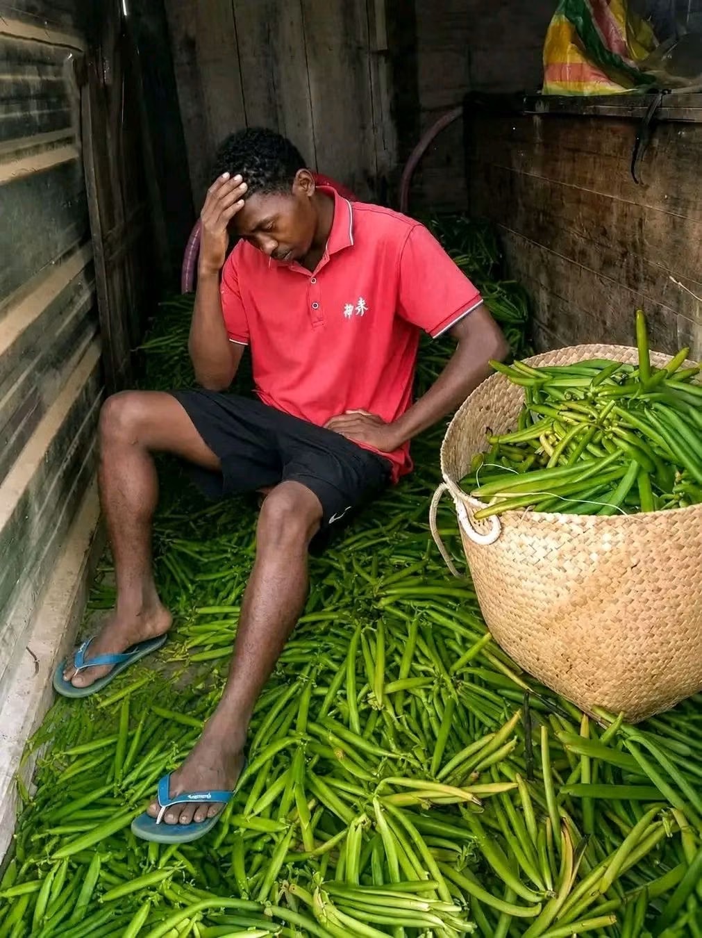 Green vanilla prices: behind every kilo sold cheaply lies a year of work and the distress of farmers Tristesse d’un planteur face au faible prix de la vanille verte à Madagascar en 2026