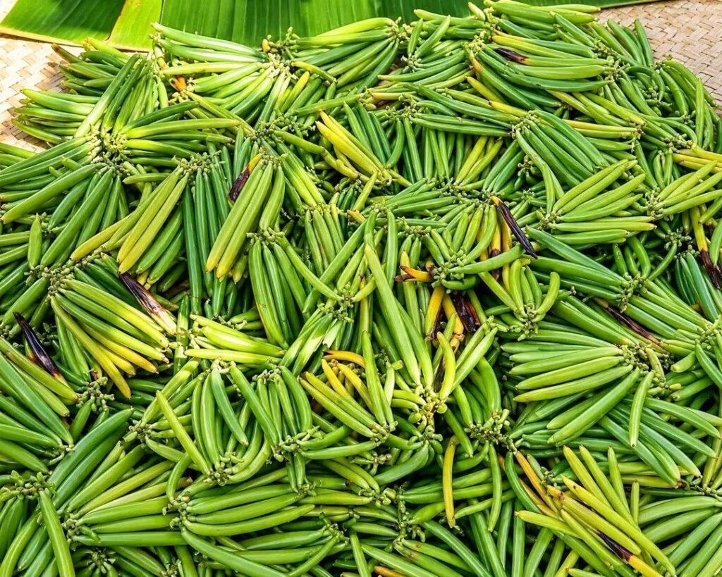 Prix de la vanille verte : derrière chaque kilo bradé, une année de travail et la détresse des planteurs vanille verte madagascar